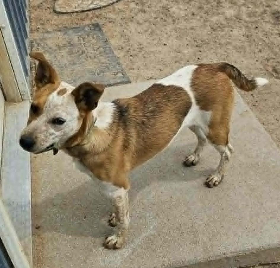 Enlarge Astrid, an adopted mixed breed in Chappell, NE image 2/4