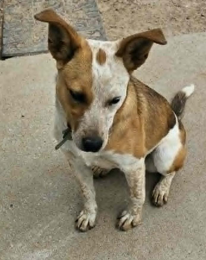 Enlarge Astrid, an adopted mixed breed in Chappell, NE image 3/4