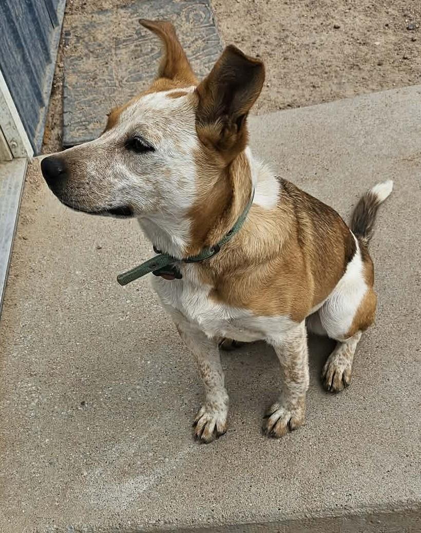 Enlarge Astrid, an adopted mixed breed in Chappell, NE image 4/4