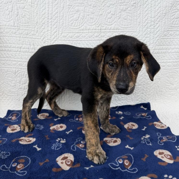 Enlarge Beautifly, a Adoptable mixed breed in Carencro, LA image 1/3