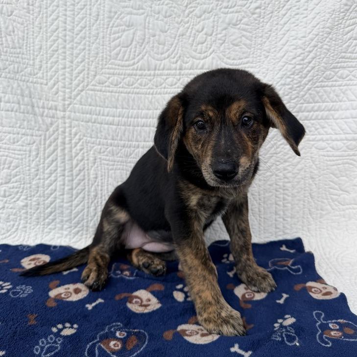 Enlarge Beautifly, a Adoptable mixed breed in Carencro, LA image 2/3
