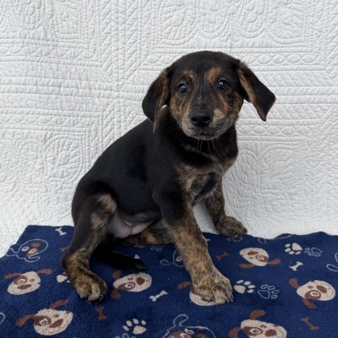 Enlarge Beautifly, a Adoptable mixed breed in Carencro, LA image 3/3