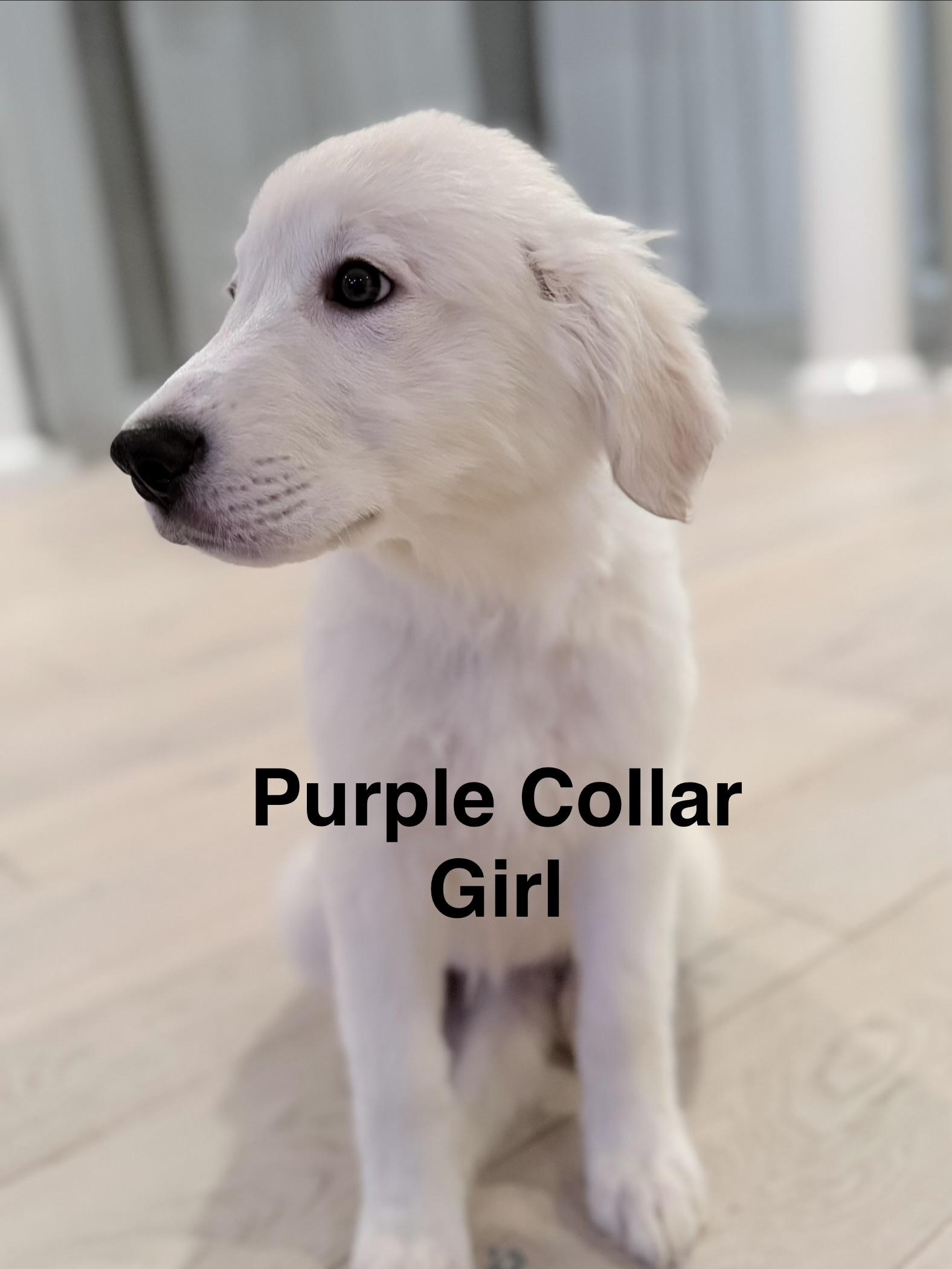 Elinor, Adopted, Young Female German Shepherd Dog & Great Pyrenees.