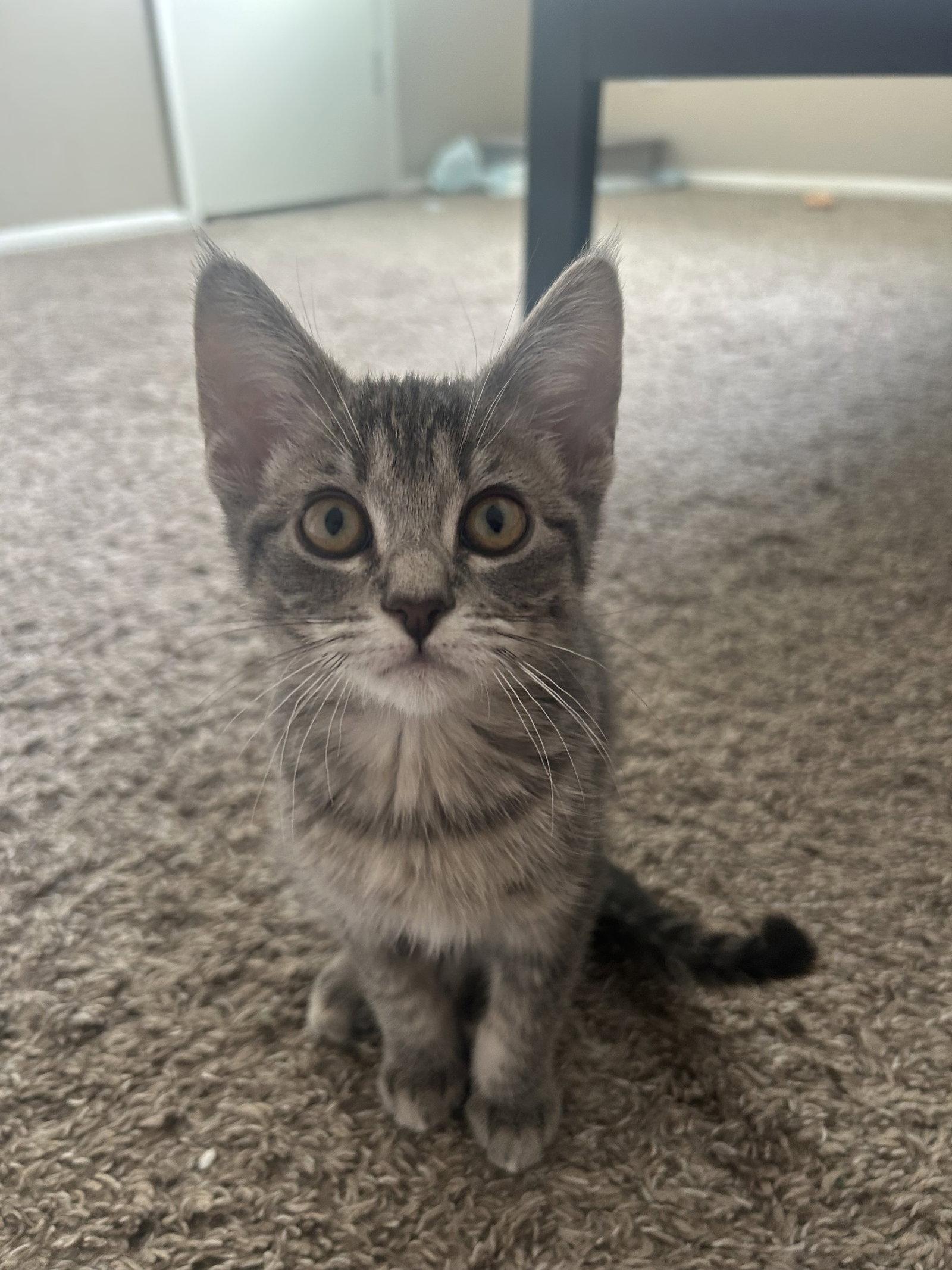 Marjorie, Adoptable, Kitten Female Domestic Short Hair.