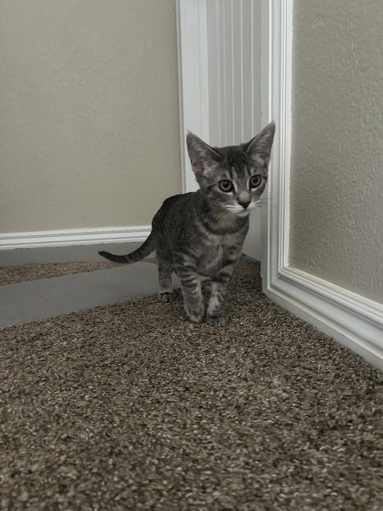 Enlarge Marjorie, a Adoptable Domestic Short Hair in Phoenix, AZ image 2/3