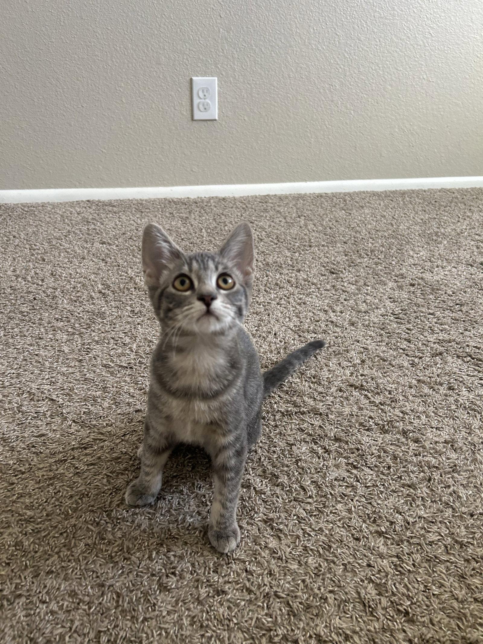 Enlarge Marjorie, a Adoptable Domestic Short Hair in Phoenix, AZ image 3/3