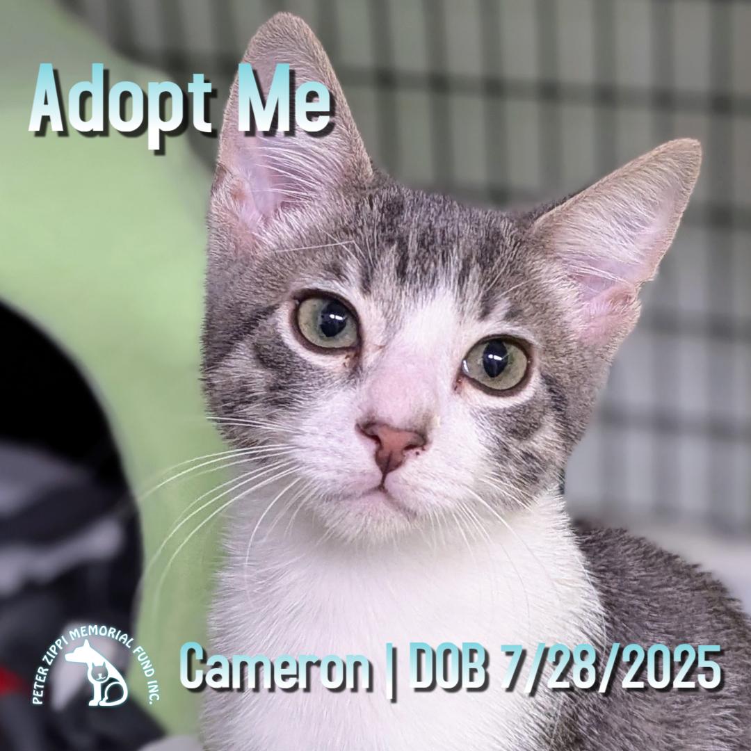 Cameron, Adoptable, Kitten Male Domestic Short Hair & Tabby.