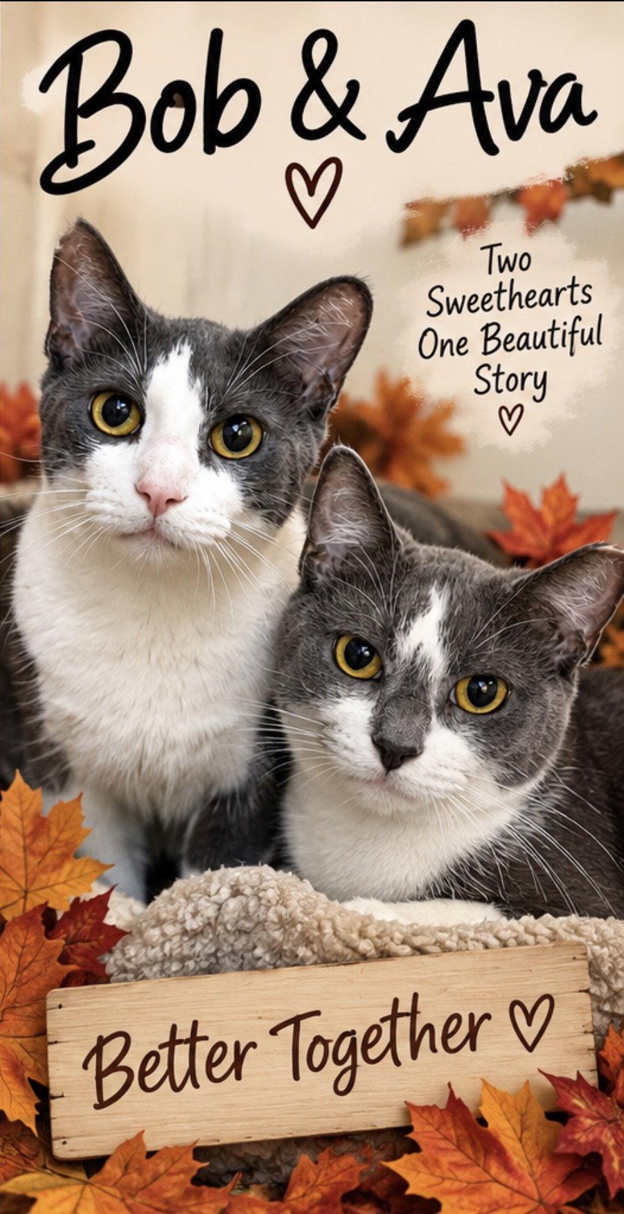 Bob, Adoptable, Adult Male Domestic Short Hair.