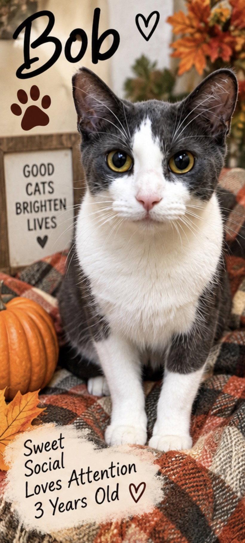 Enlarge Bob, a Adoptable Domestic Short Hair in Cuyahoga Falls, OH image 2/2