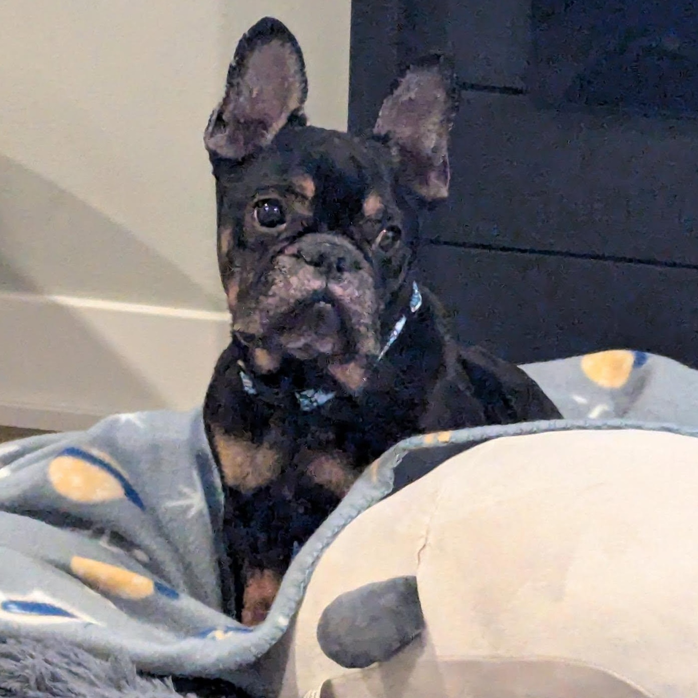 Enlarge Louie Lou, an adoptable French Bulldog in Racine, WI image 3/3