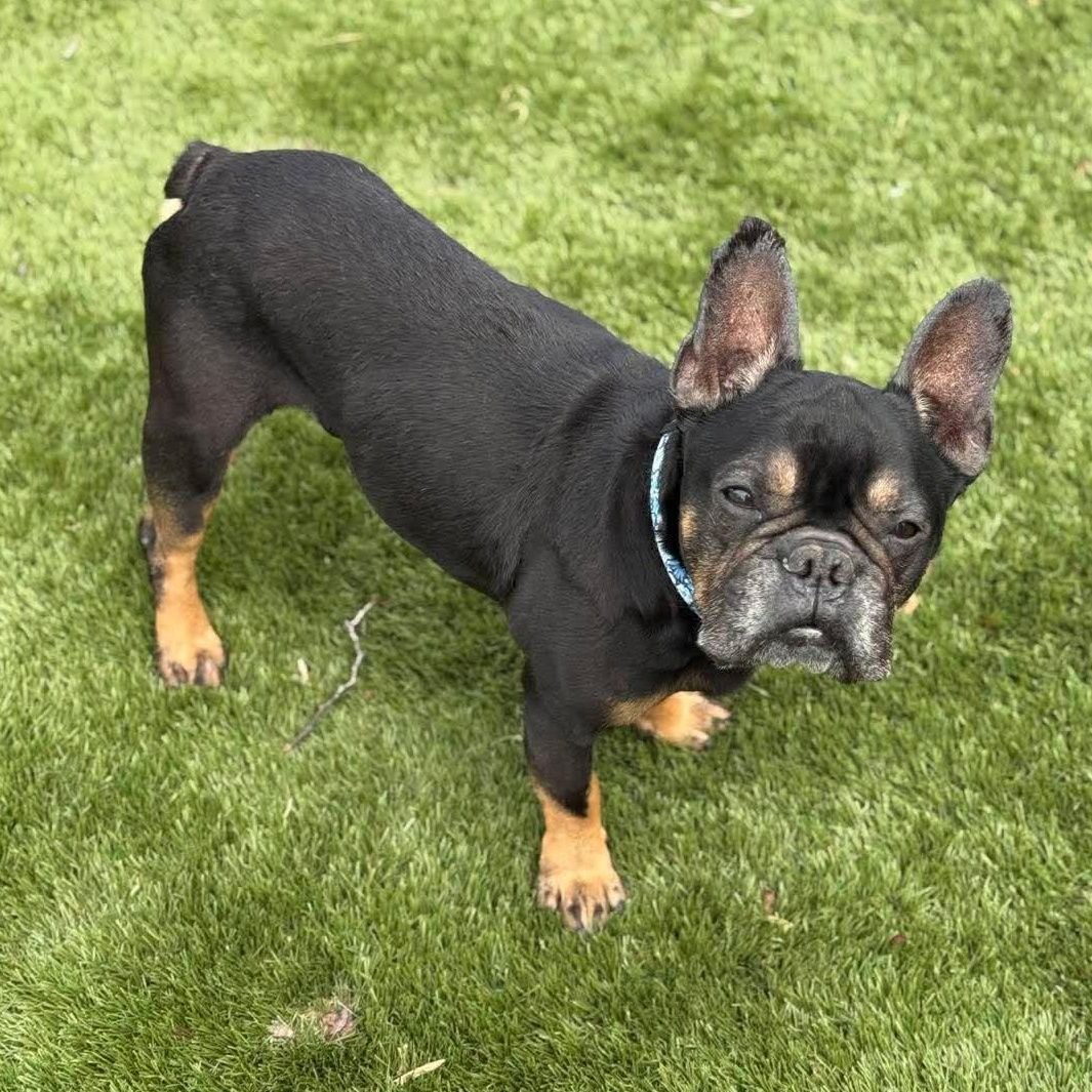 Louie Lou, adoptable, Adult Male French Bulldog.
