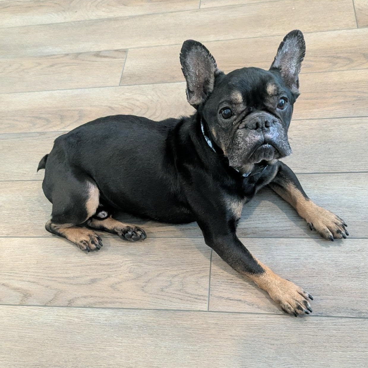 Enlarge Louie Lou, an adoptable French Bulldog in Racine, WI image 2/3