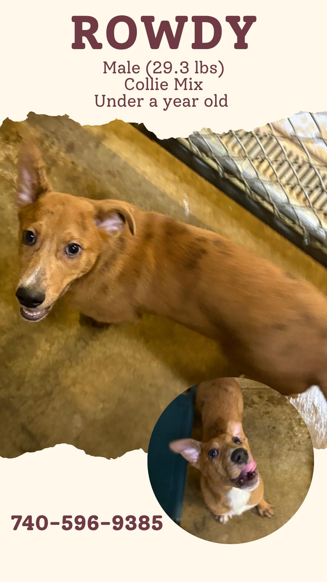 Enlarge Rowdy, an adopted mixed breed in McArthur, OH image 1/1