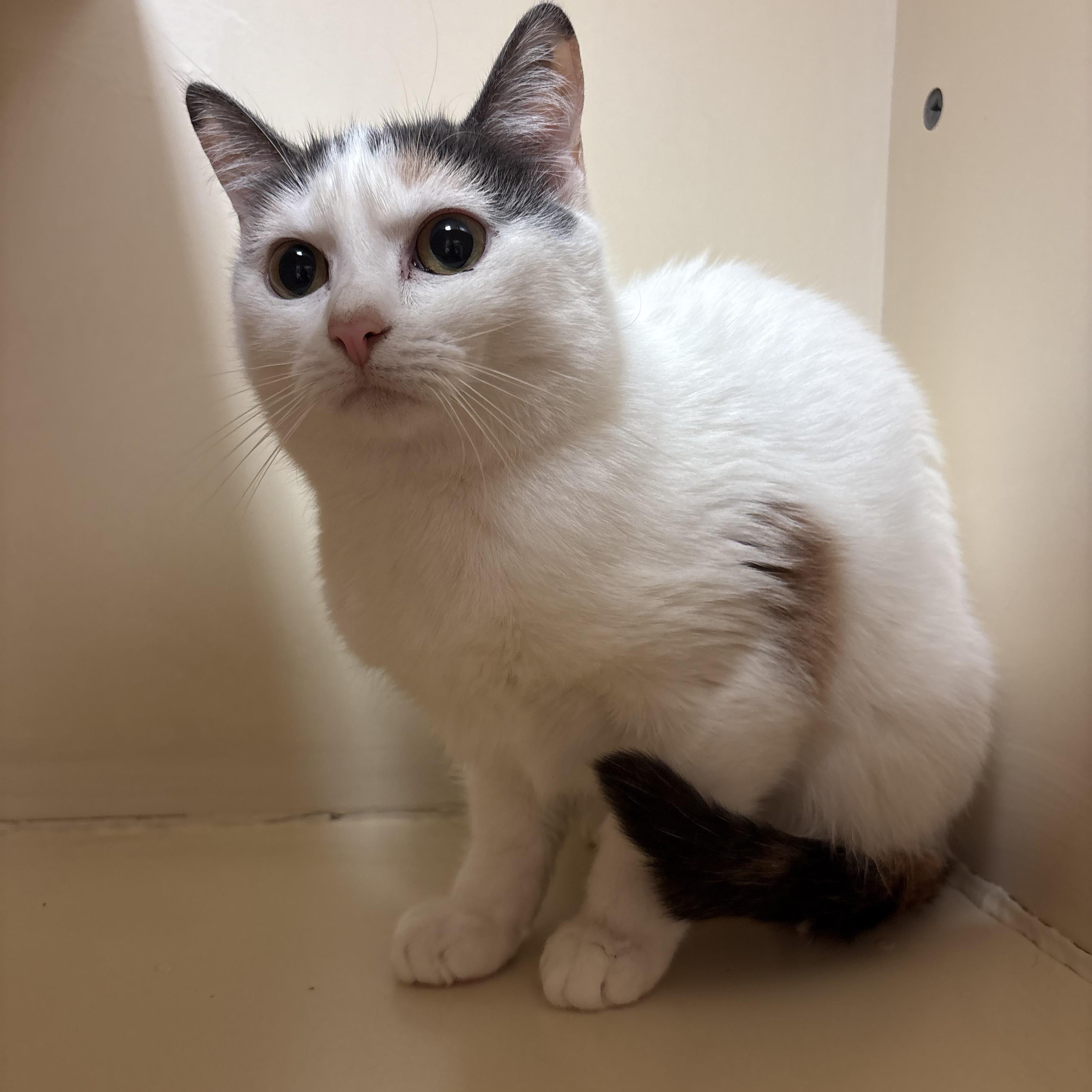 Enlarge Mama Noomi, a Adoptable mixed breed in Hays, KS image 1/5