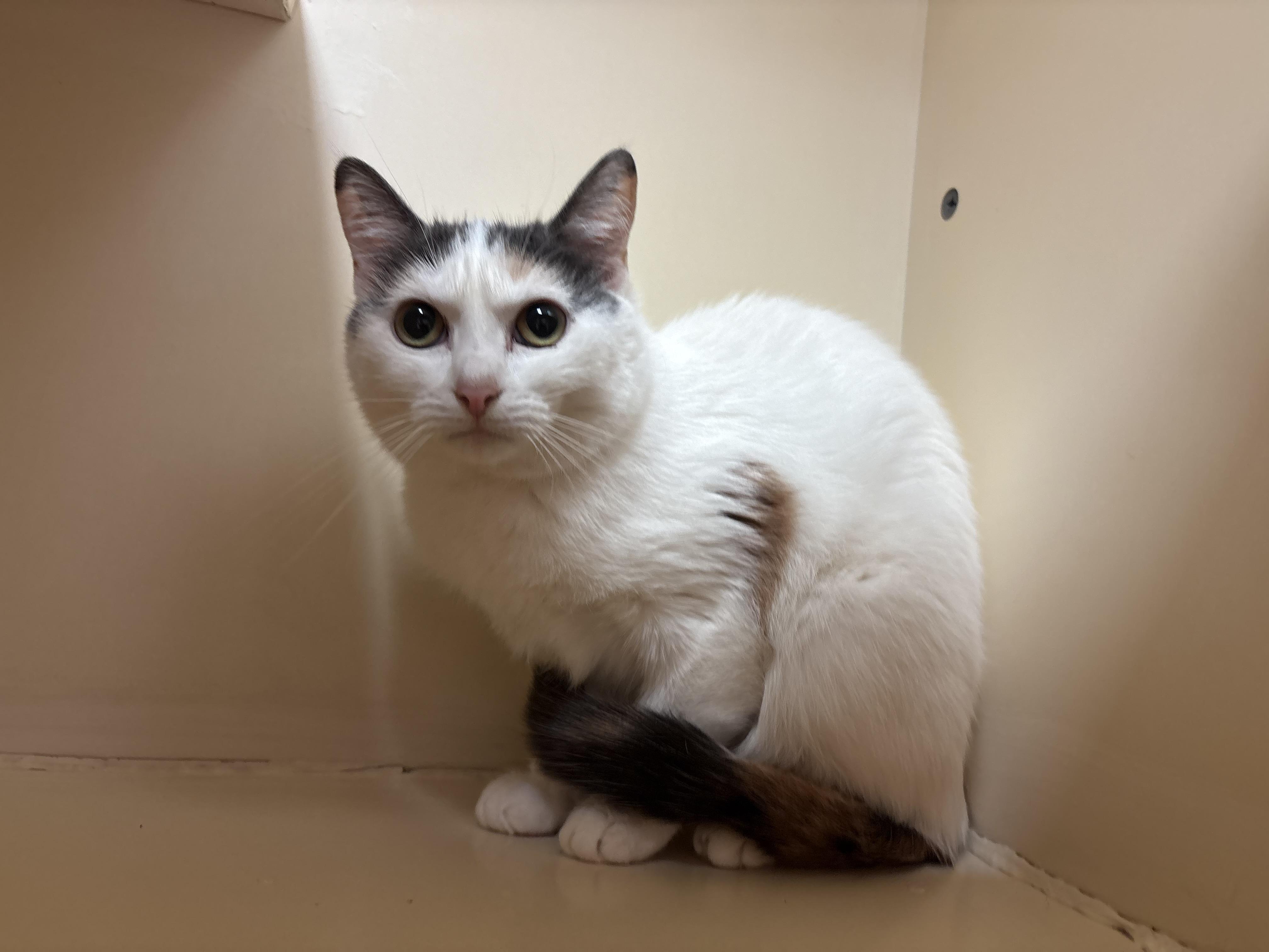 Enlarge Mama Noomi, a Adoptable mixed breed in Hays, KS image 4/5