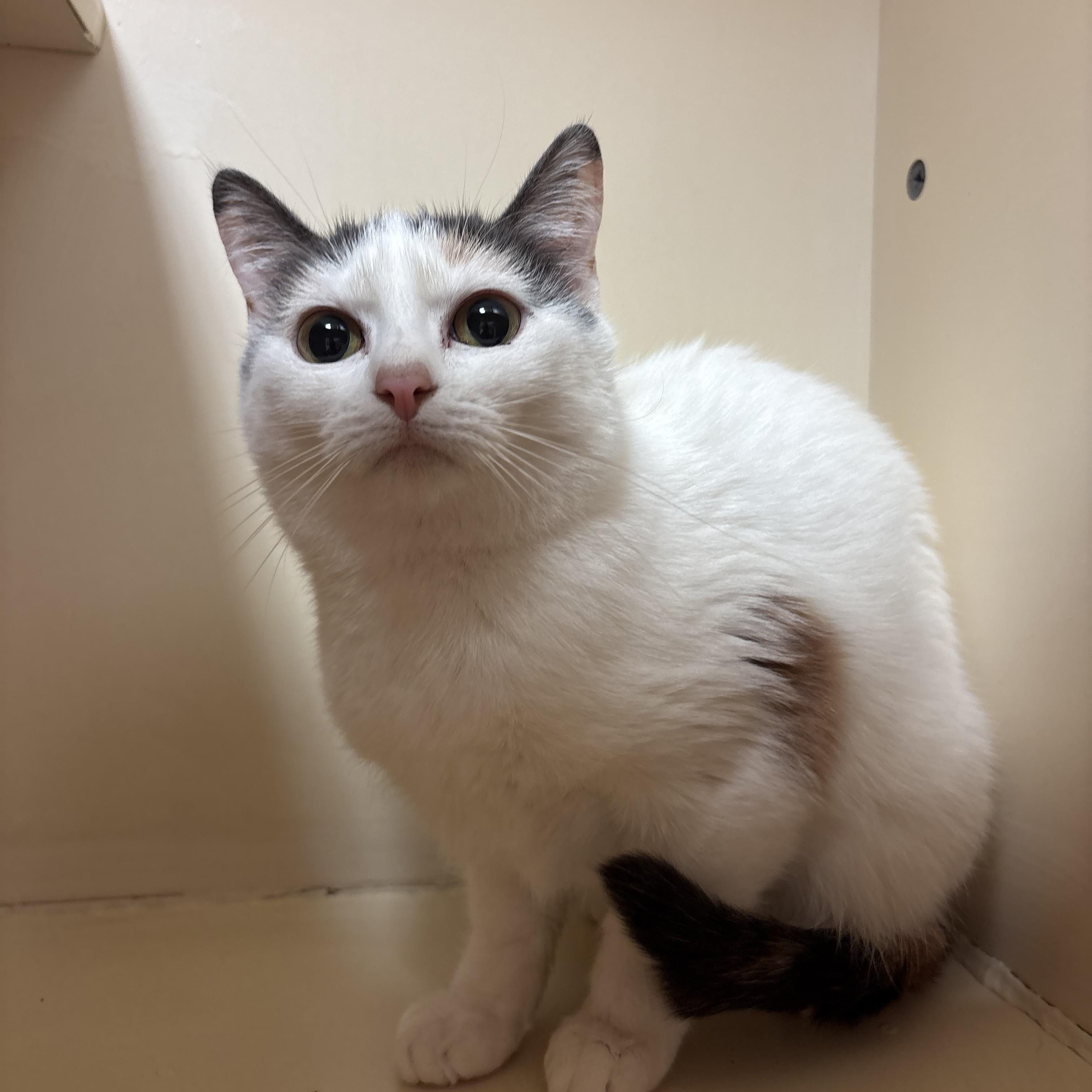 Enlarge Mama Noomi, a Adoptable mixed breed in Hays, KS image 3/5