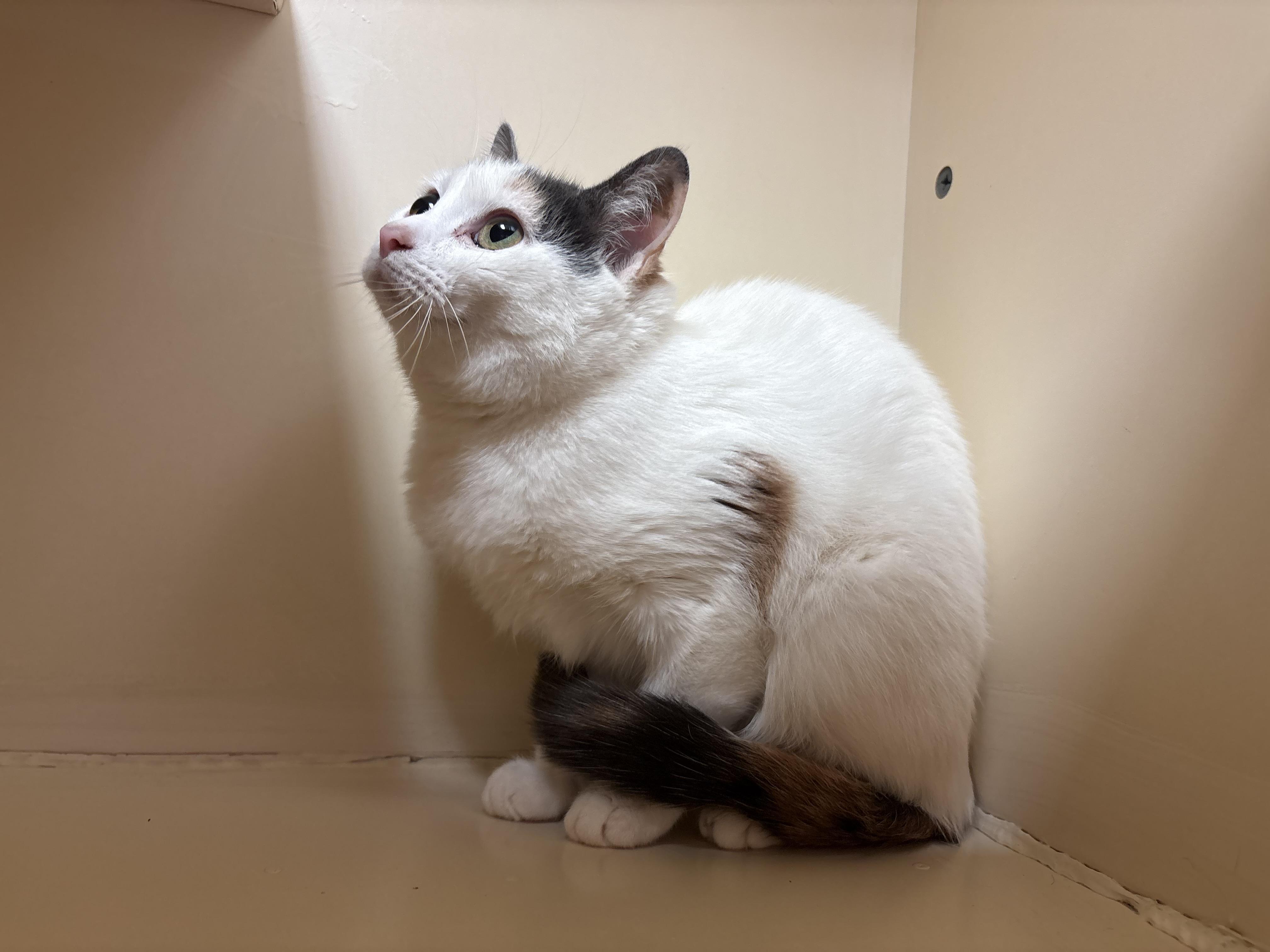Enlarge Mama Noomi, a Adoptable mixed breed in Hays, KS image 5/5