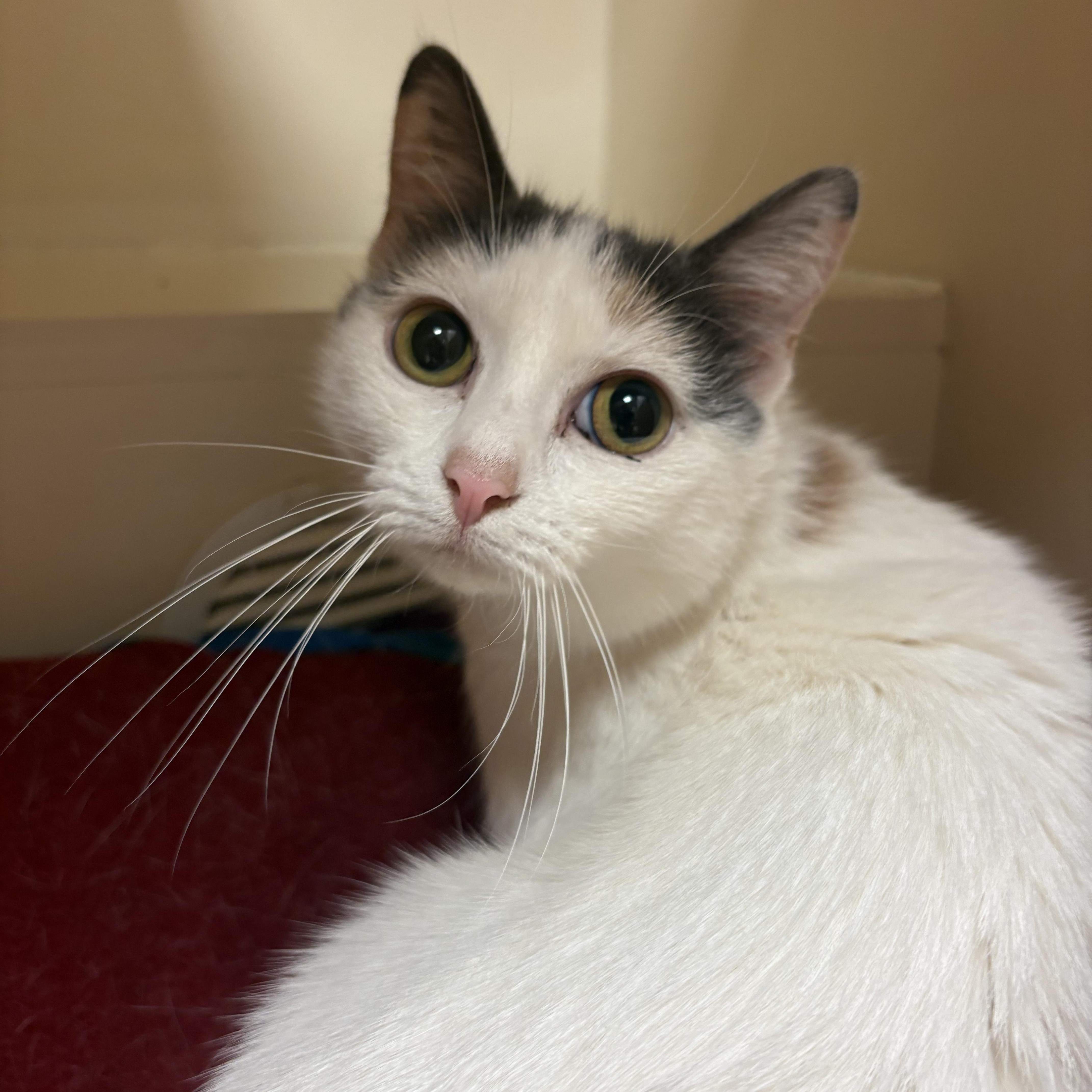 Enlarge Mama Noomi, a Adoptable mixed breed in Hays, KS image 2/5