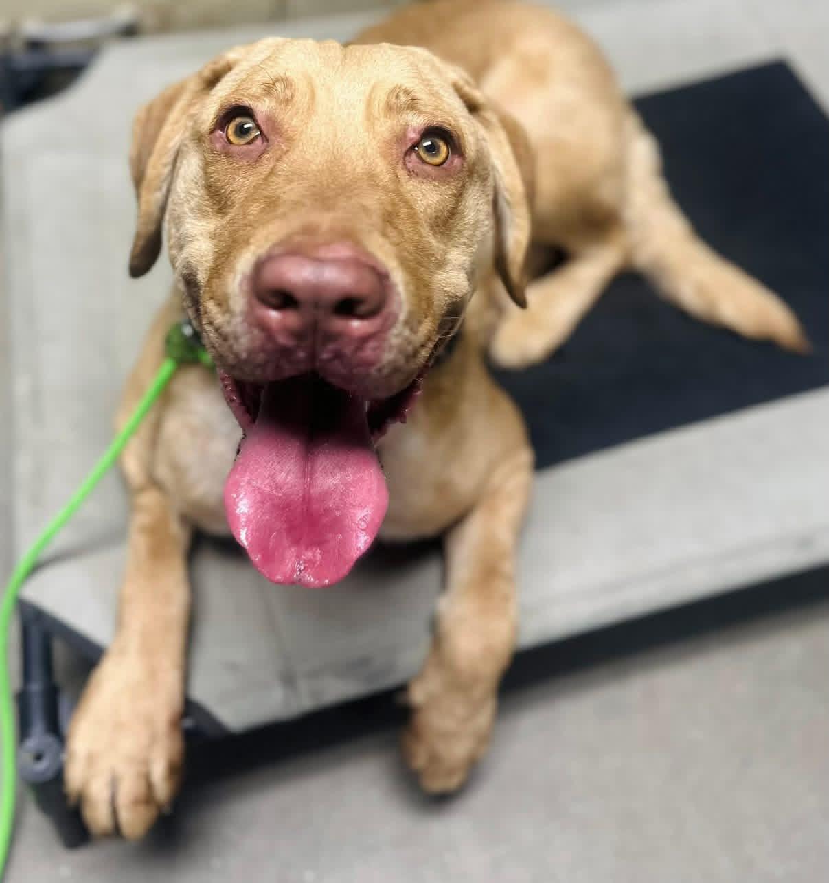 Natalie, a ADOPTABLE Chesapeake Bay Retriever in Brooks, ME image 3/3