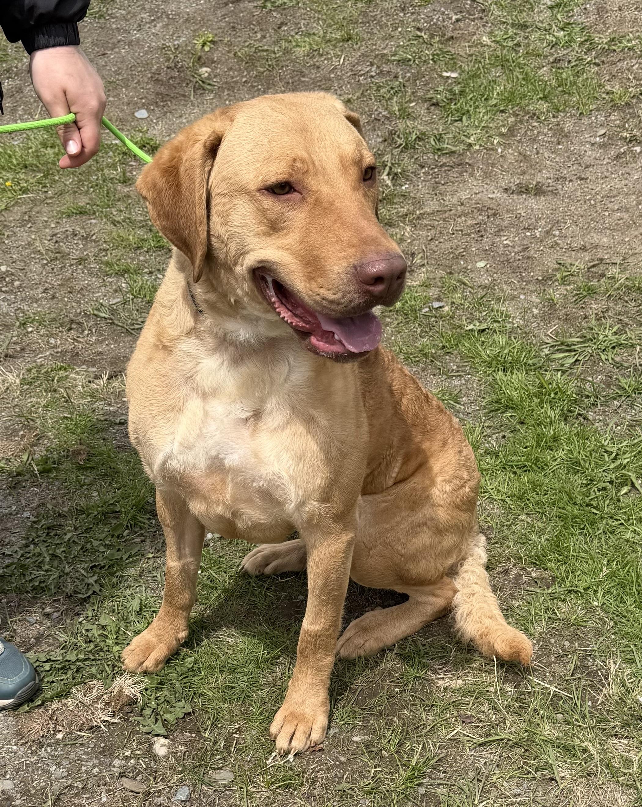 Natalie, ADOPTABLE, Adult Female Chesapeake Bay Retriever.