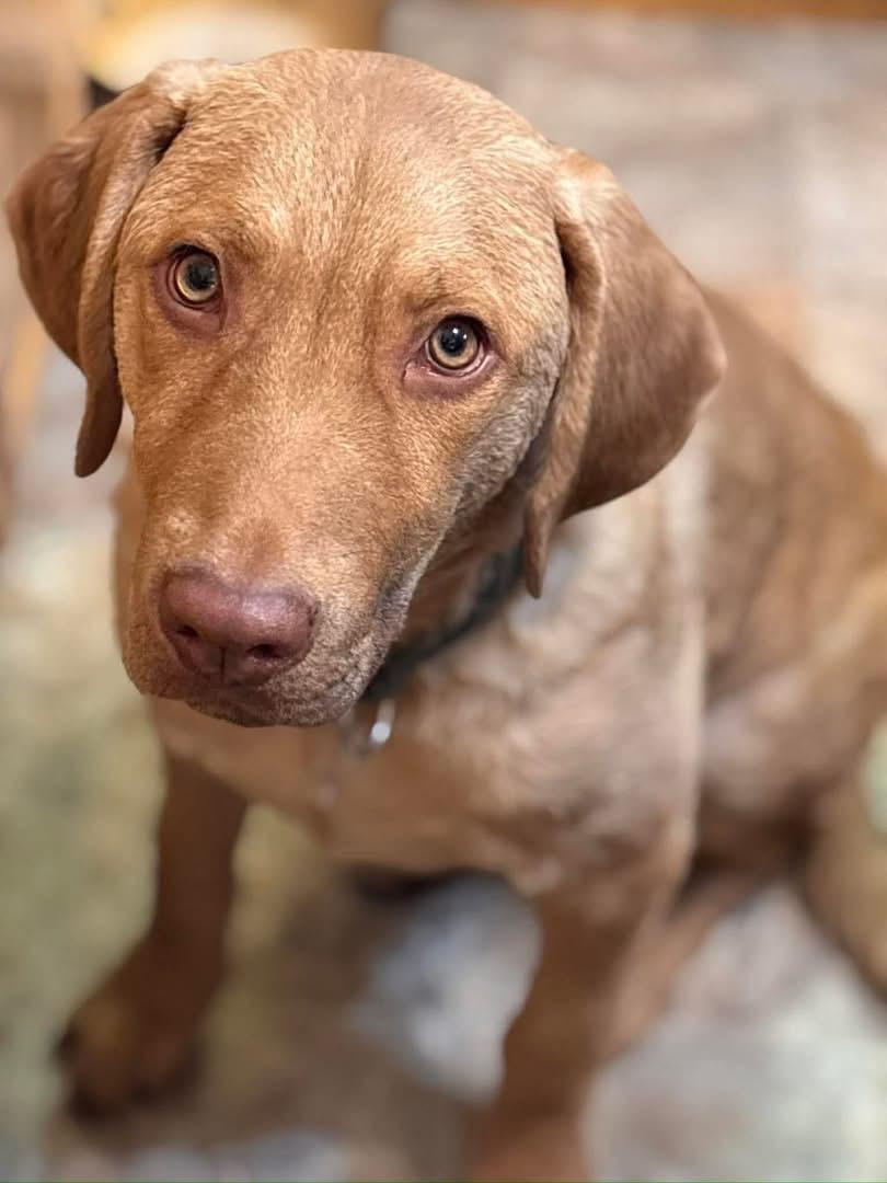 Natalie, a ADOPTABLE Chesapeake Bay Retriever in Brooks, ME image 2/3