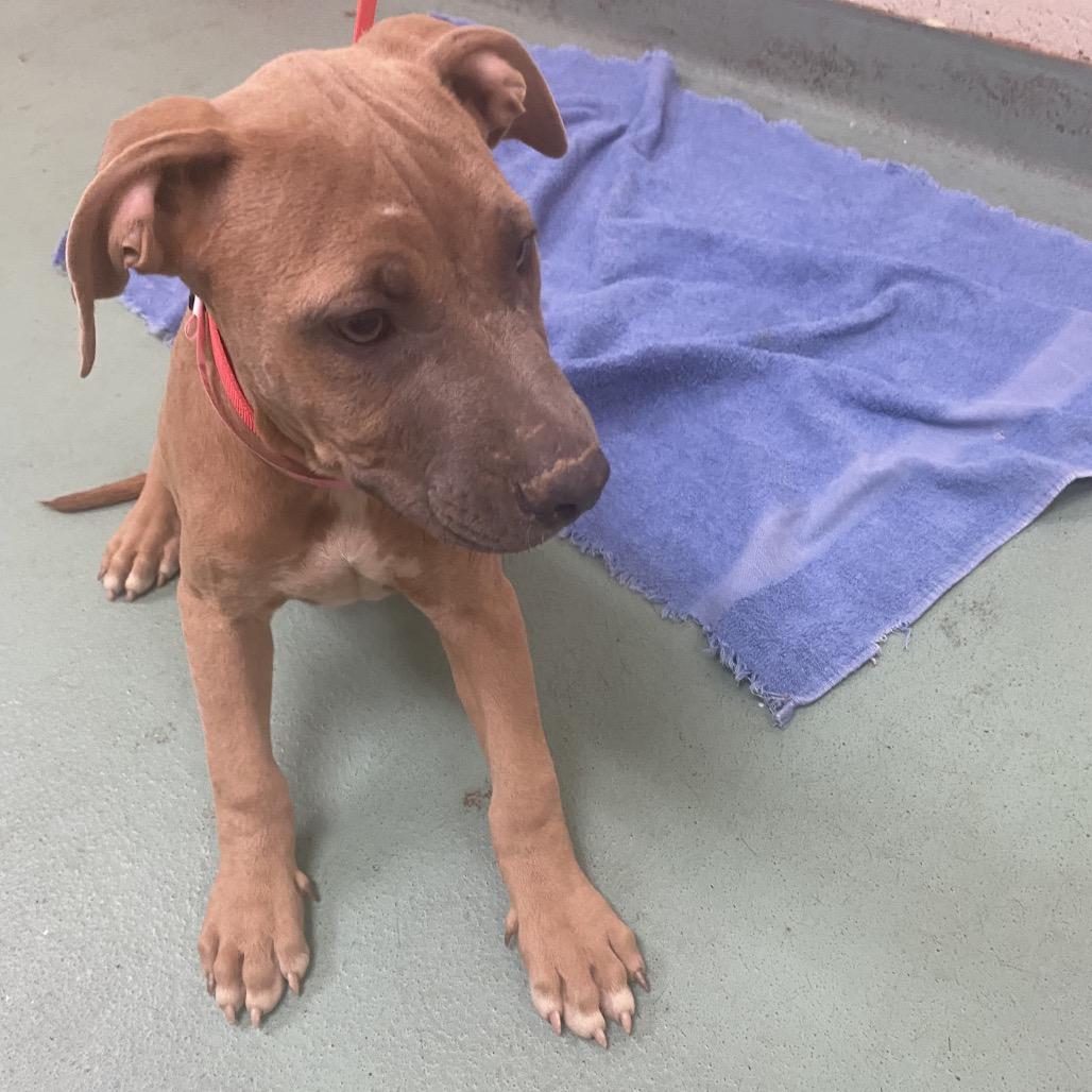 Enlarge Endorphins, a Adoptable Mixed Breed in Gainesville, GA image 1/1