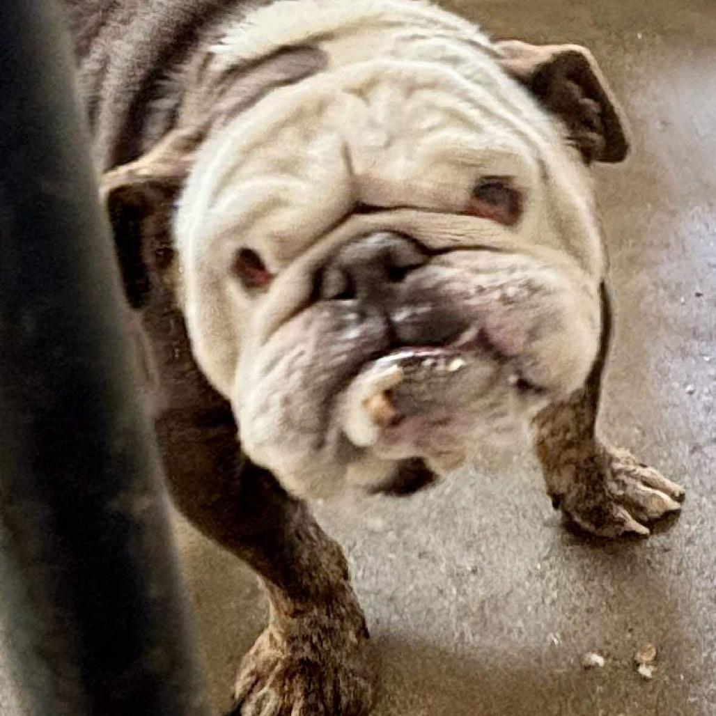 Funyon, Adoptable, Adult Male Mixed Breed.