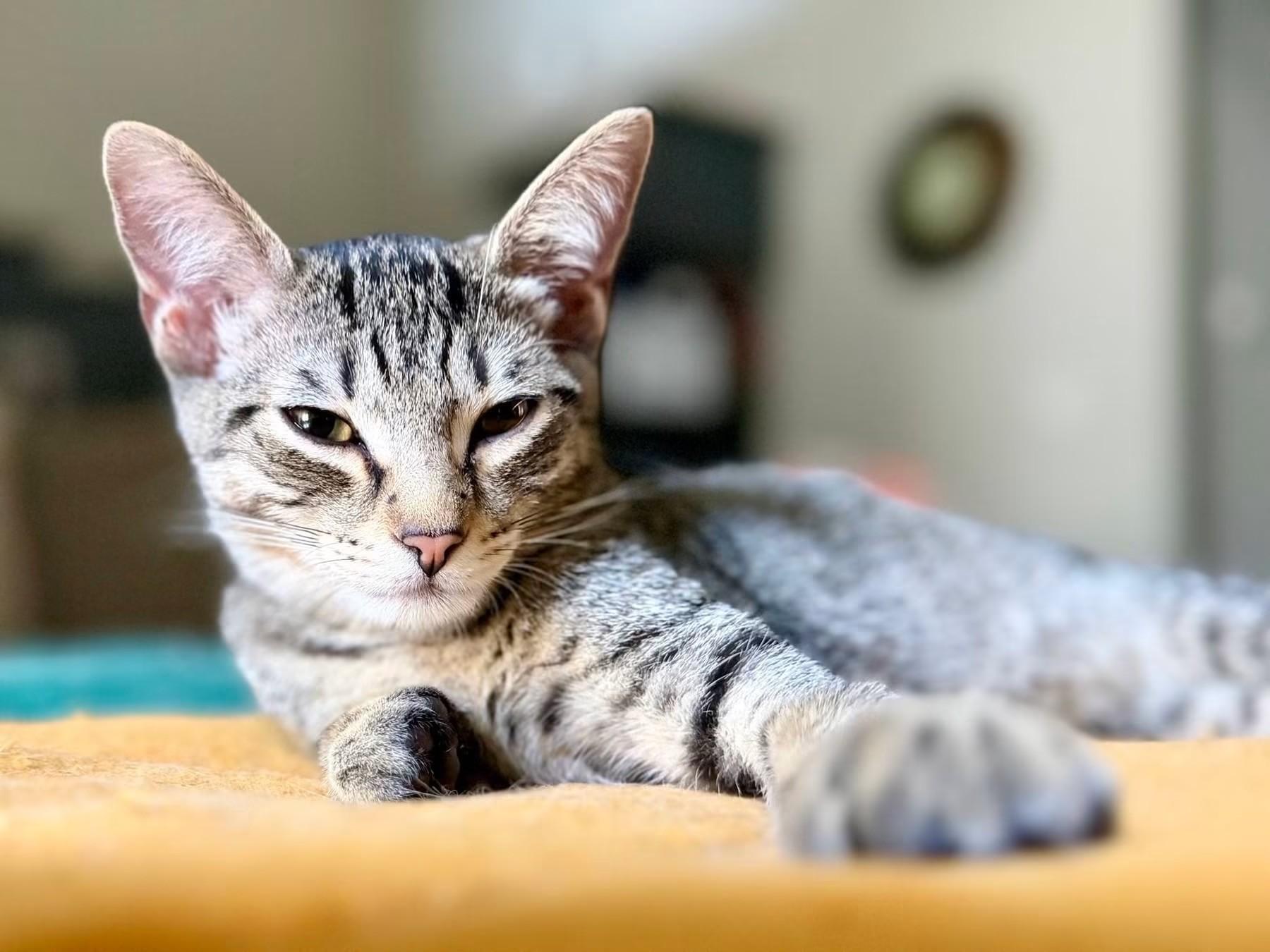 Enlarge Grapple, a Adoptable Domestic Short Hair in Rossville, TN image 1/6