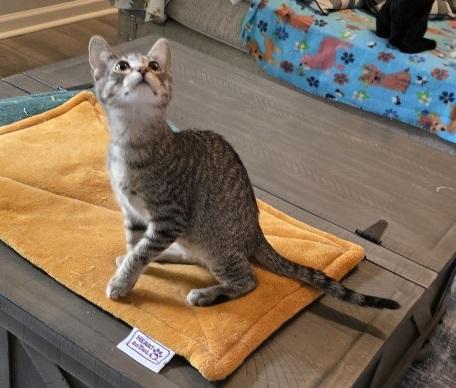 Enlarge Grapple, a Adoptable Domestic Short Hair in Rossville, TN image 5/6