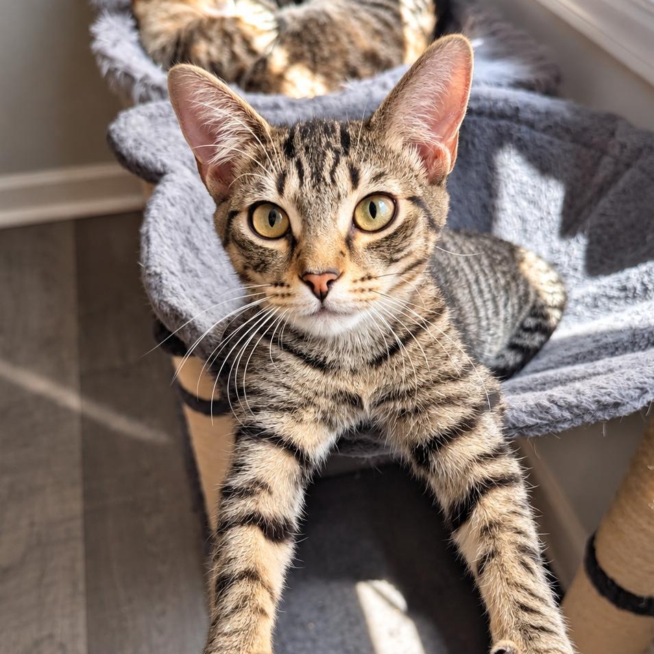 Enlarge Grapple, a Adoptable Domestic Short Hair in Rossville, TN image 1/5