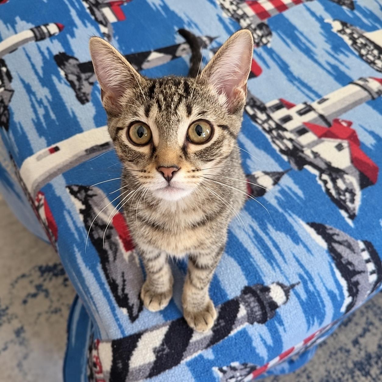 Enlarge Grapple, a Adoptable Domestic Short Hair in Rossville, TN image 4/5