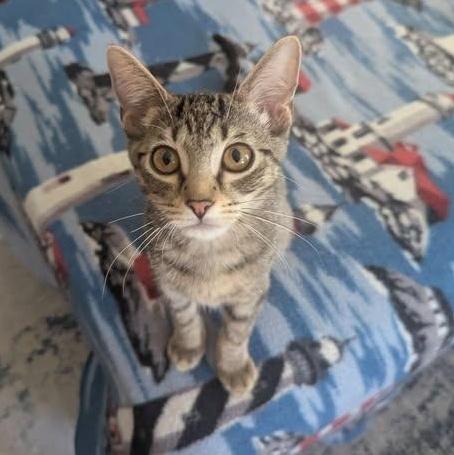 Enlarge Grapple, a Adoptable Domestic Short Hair in Rossville, TN image 2/6