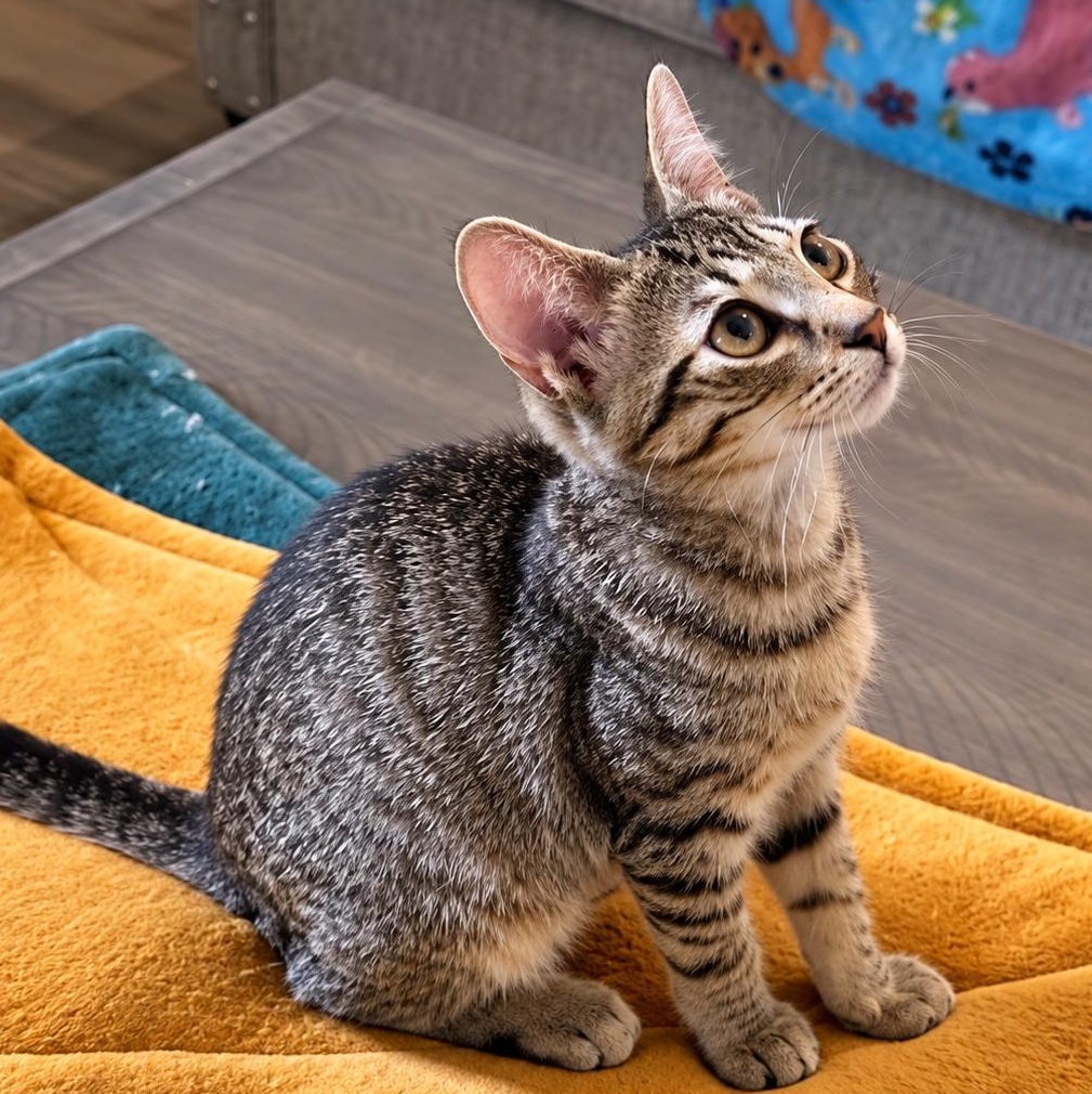 Enlarge Grapple, a Adoptable Domestic Short Hair in Rossville, TN image 5/5
