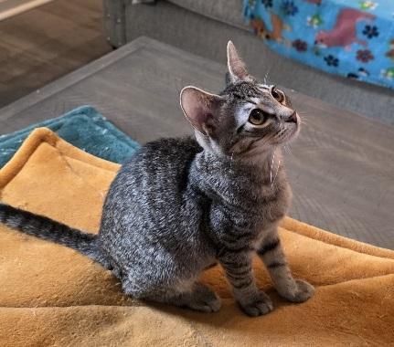 Enlarge Grapple, a Adoptable Domestic Short Hair in Rossville, TN image 6/6