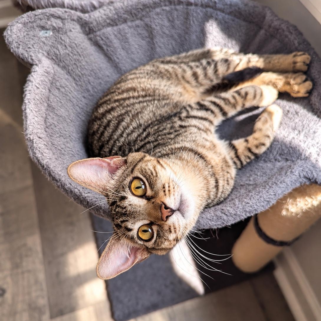 Enlarge Grapple, a Adoptable Domestic Short Hair in Rossville, TN image 2/5