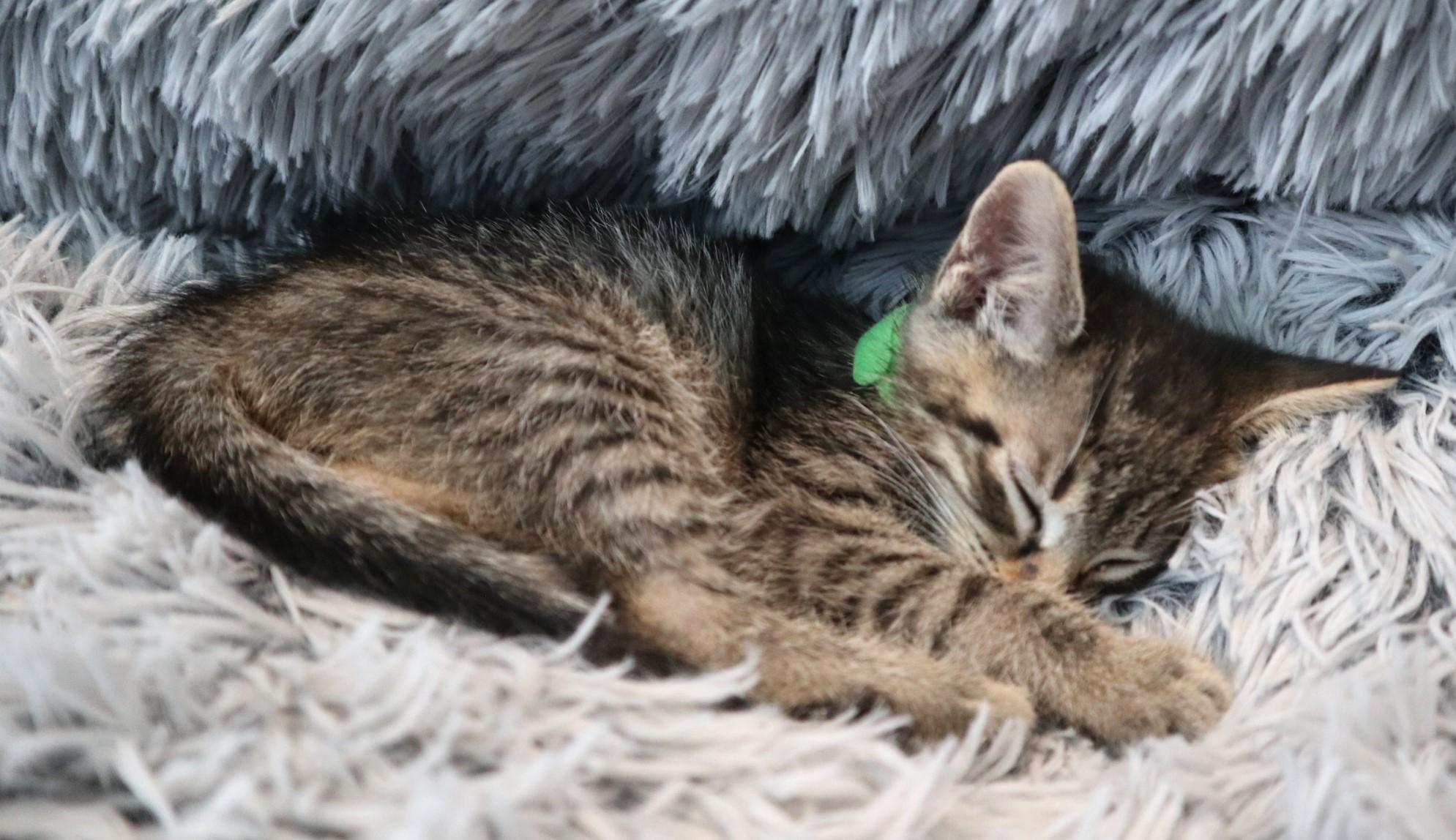 Enlarge Grapple, a Adoptable Domestic Short Hair in Rossville, TN image 4/6