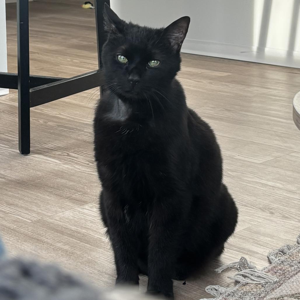 Japan (I have a Secret Crush!), Adoptable, Senior Male Domestic Short Hair & Mixed Breed.