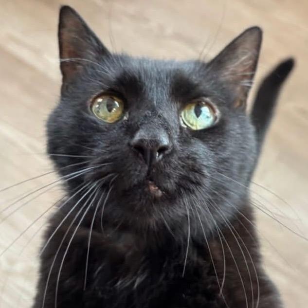 Enlarge Japan (I have a Secret Crush!), a Adoptable mixed breed in Decatur, GA image 5/5