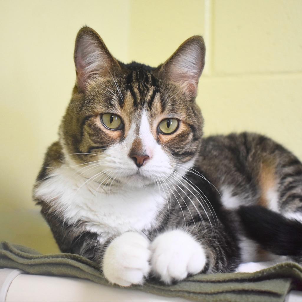 Bubba, Adopted, Adult Male Domestic Short Hair.
