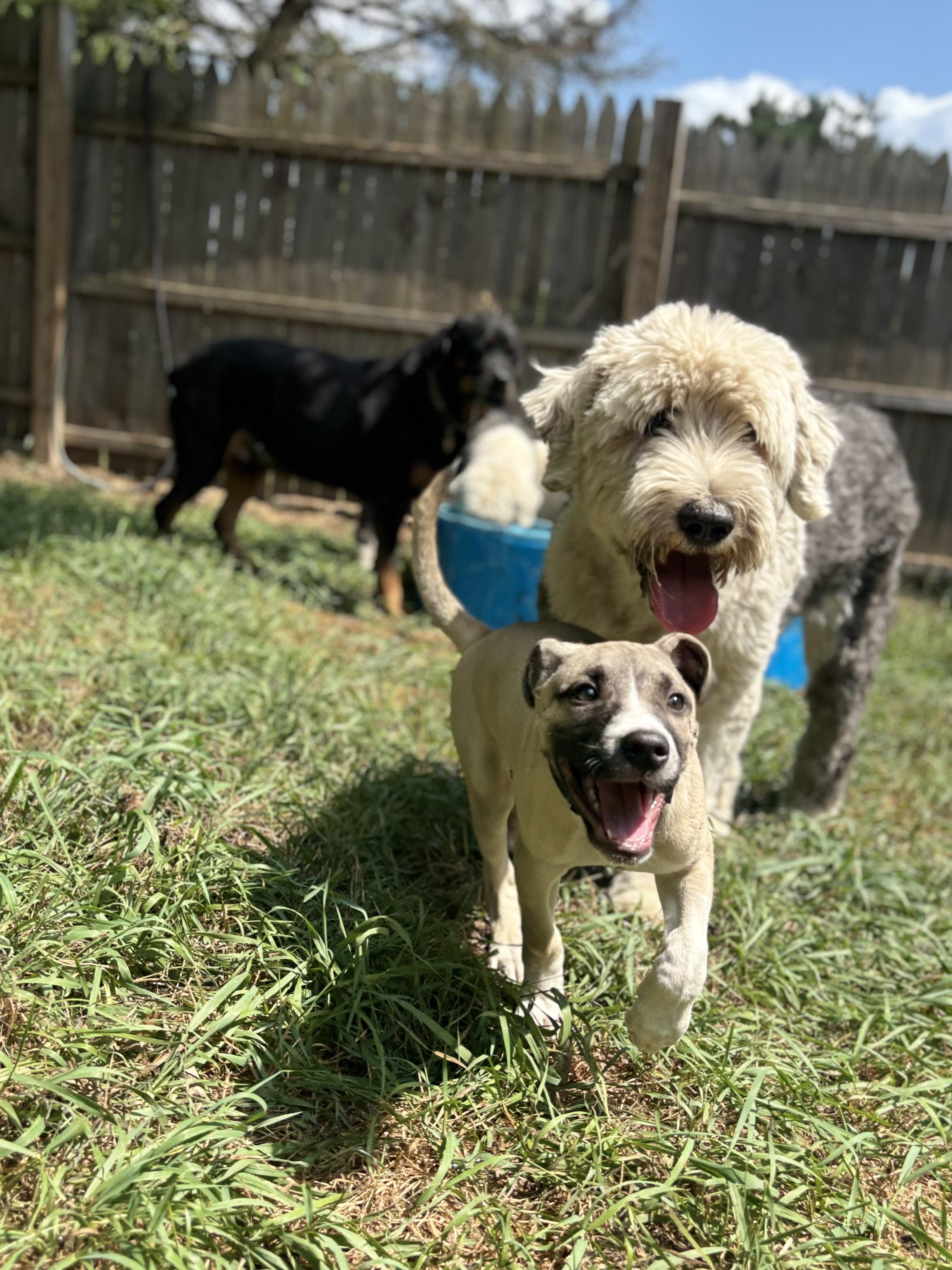 Olaf: Pre-Adoption