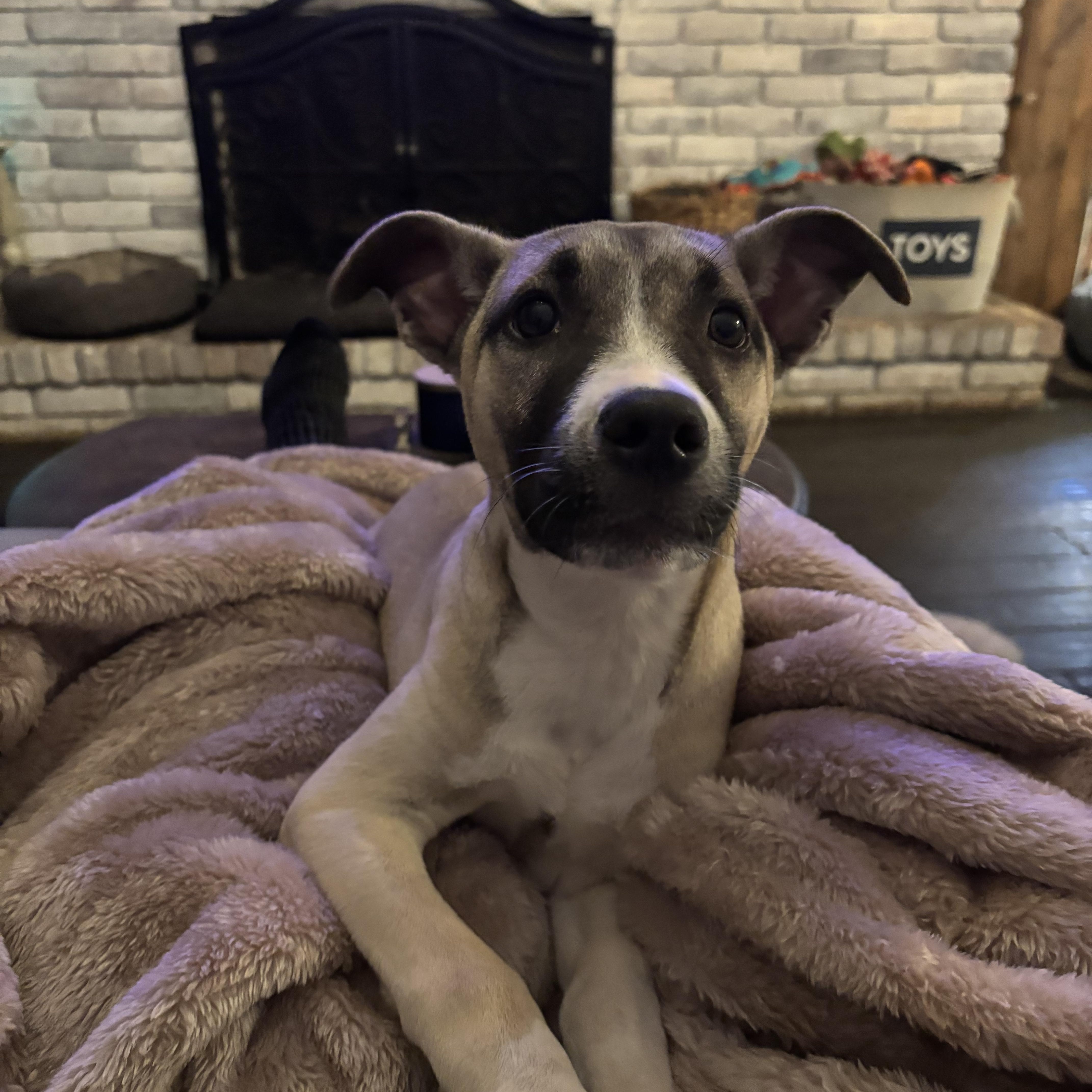 Olaf: Pre-Adoption