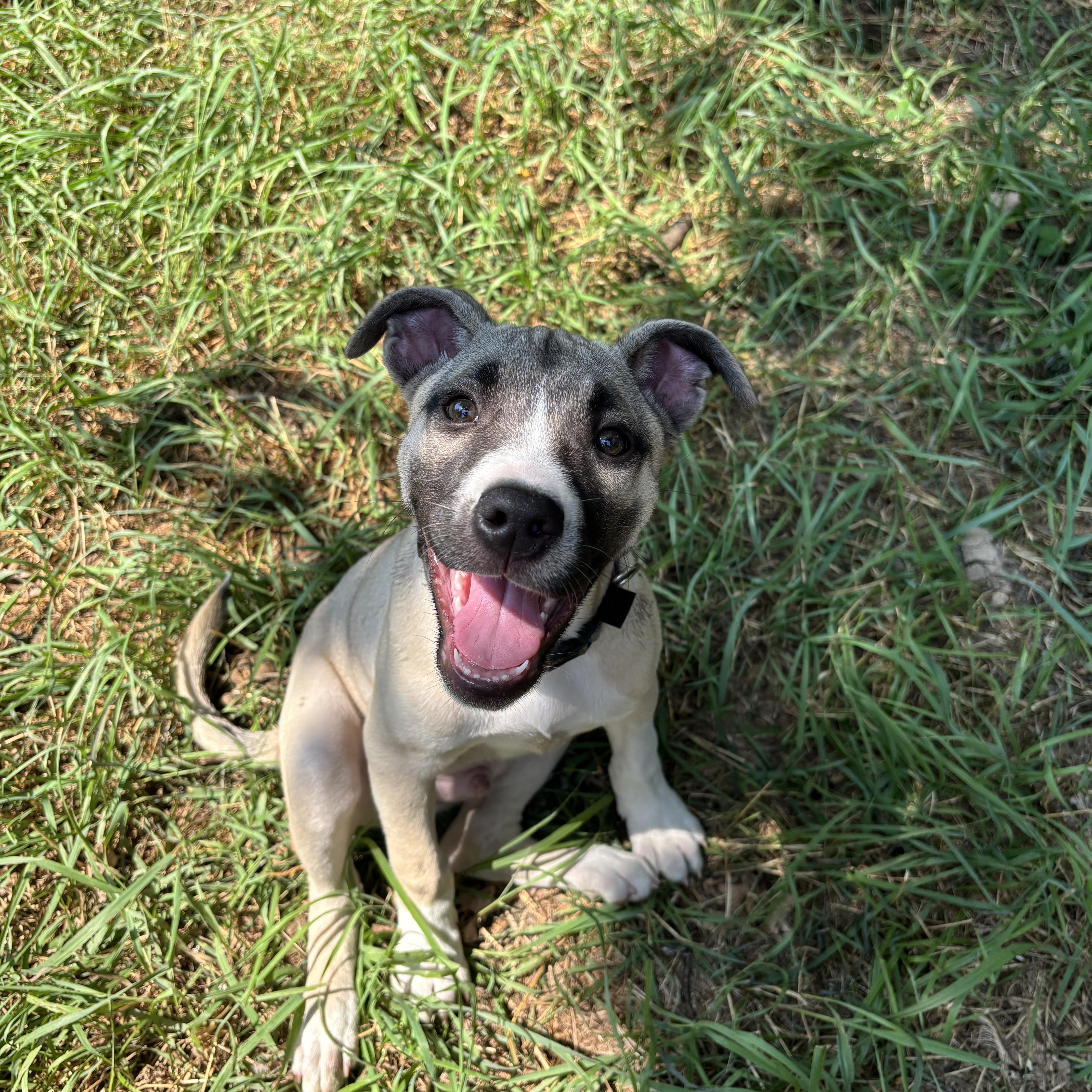 Olaf: Pre-Adoption