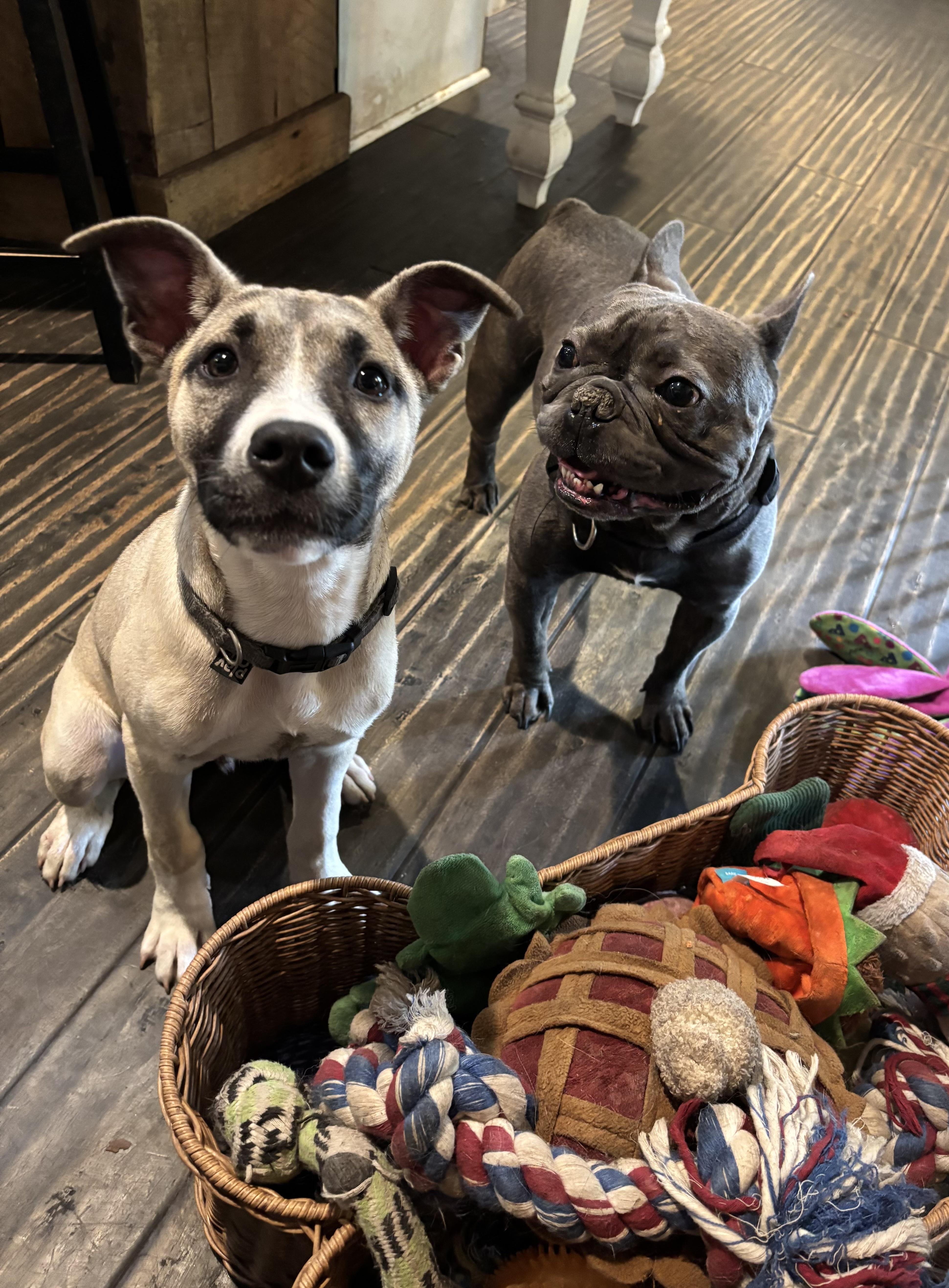 Olaf: Pre-Adoption