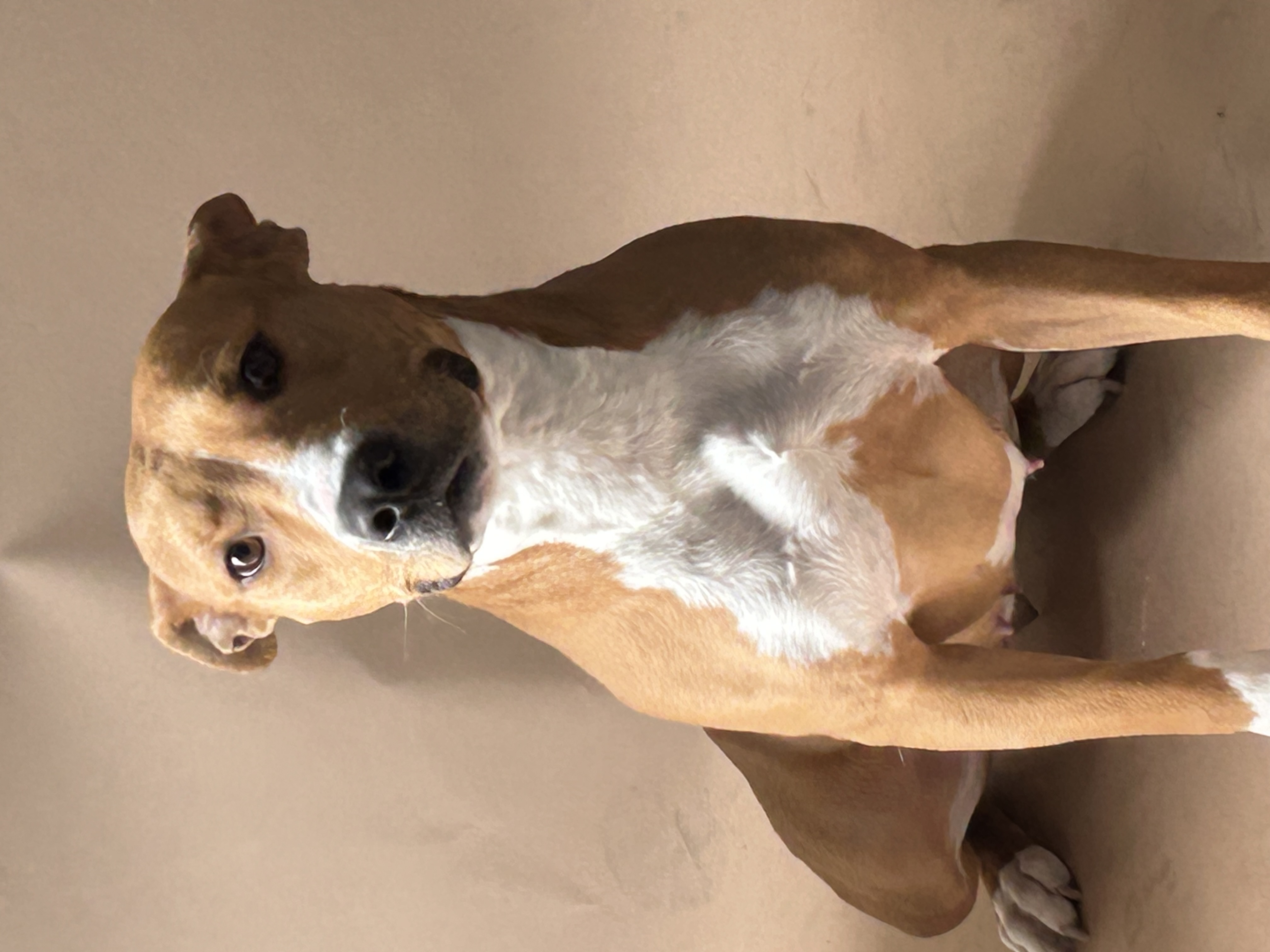 Enlarge Harmony, a Adoptable Pit Bull Terrier in El Paso, TX image 3/5