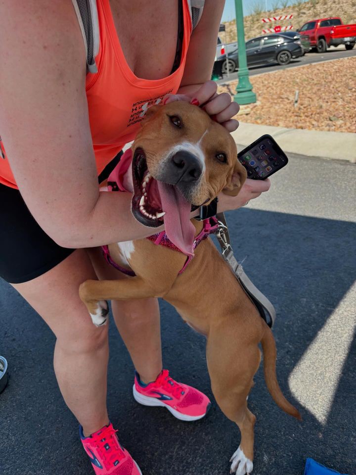 Enlarge Harmony, a Adoptable Pit Bull Terrier in El Paso, TX image 1/5
