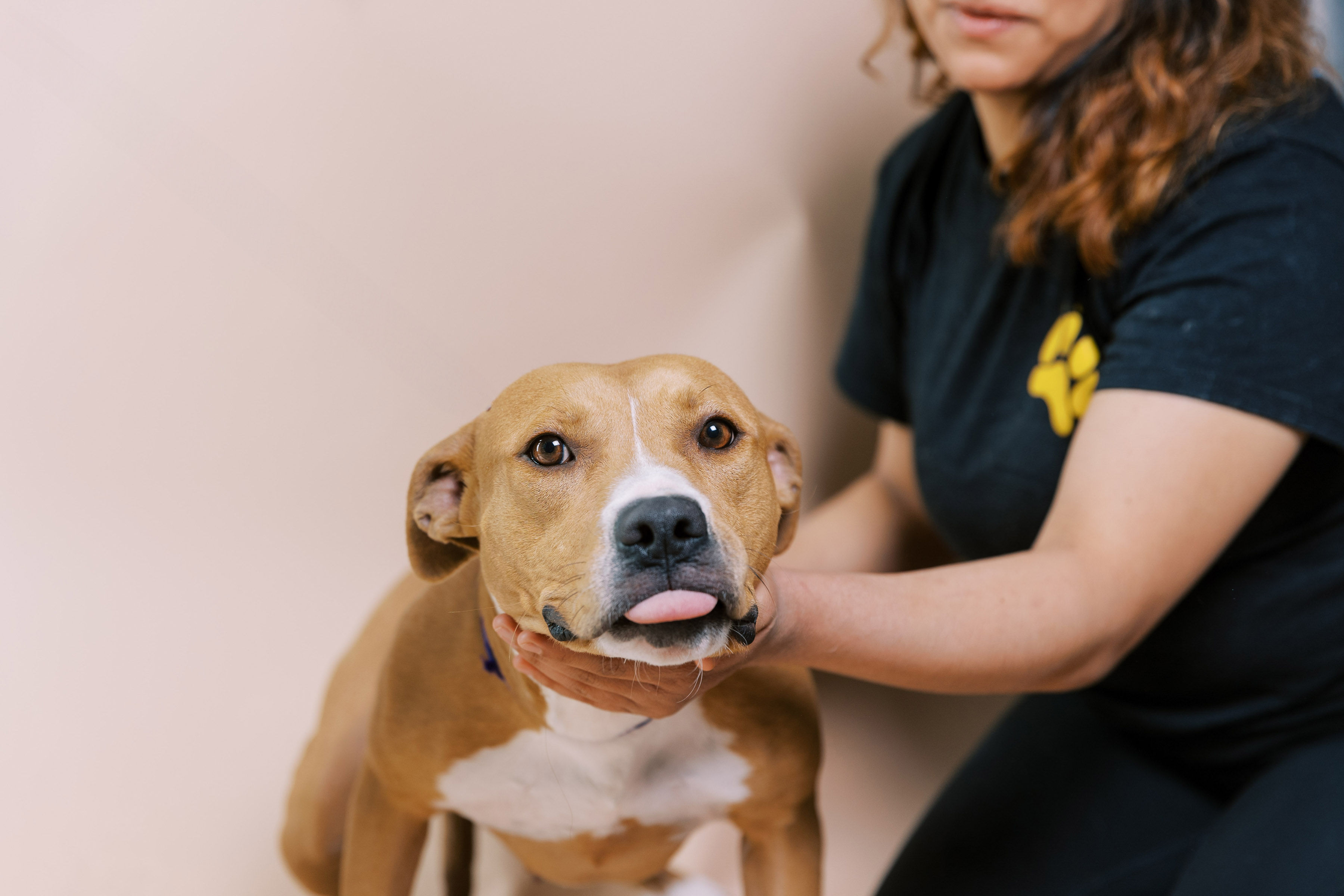 Enlarge Harmony, a Adoptable Pit Bull Terrier in El Paso, TX image 4/5