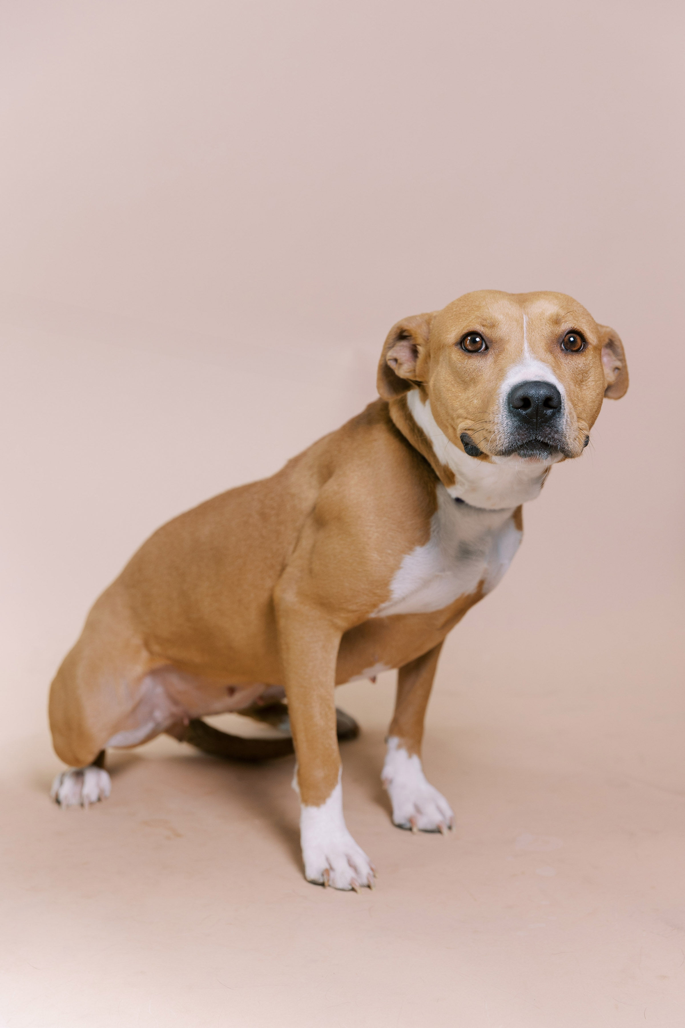 Enlarge Harmony, a Adoptable Pit Bull Terrier in El Paso, TX image 5/5