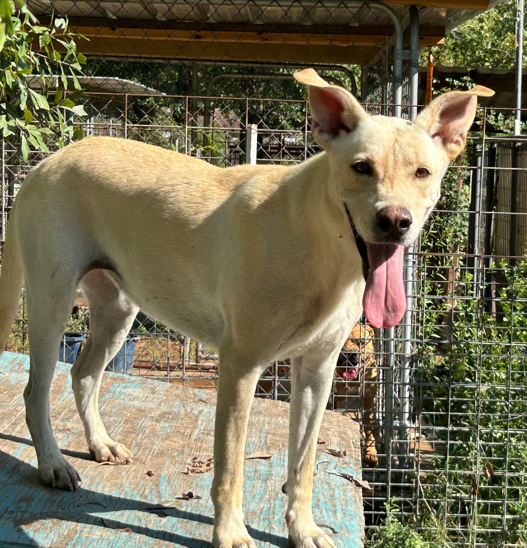 Enlarge REBA, a Adoptable mixed breed in Kingwood, TX image 1/5