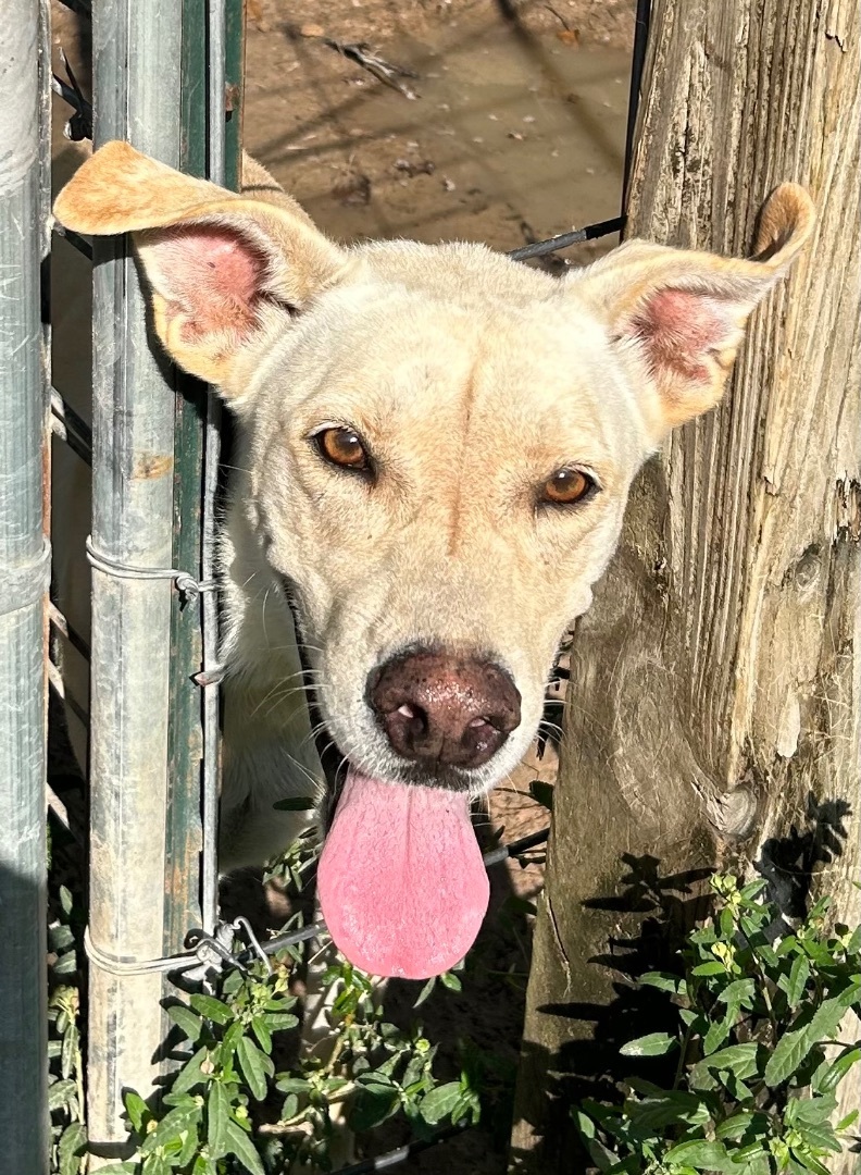 Enlarge REBA, a Adoptable mixed breed in Kingwood, TX image 2/5