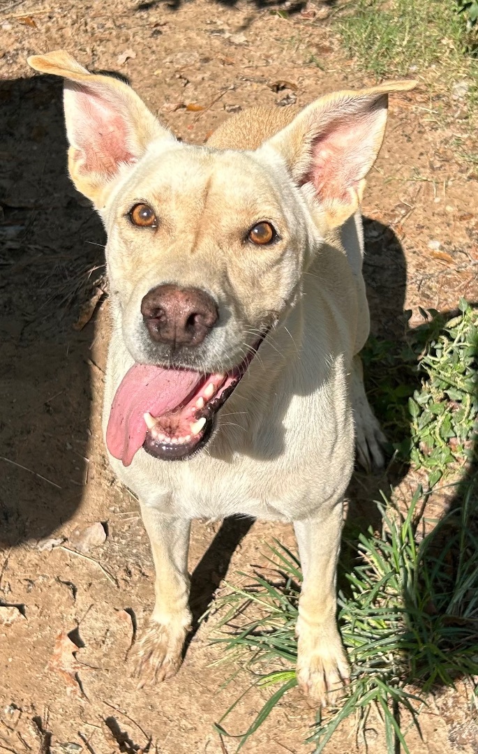 Enlarge REBA, a Adoptable mixed breed in Kingwood, TX image 3/5